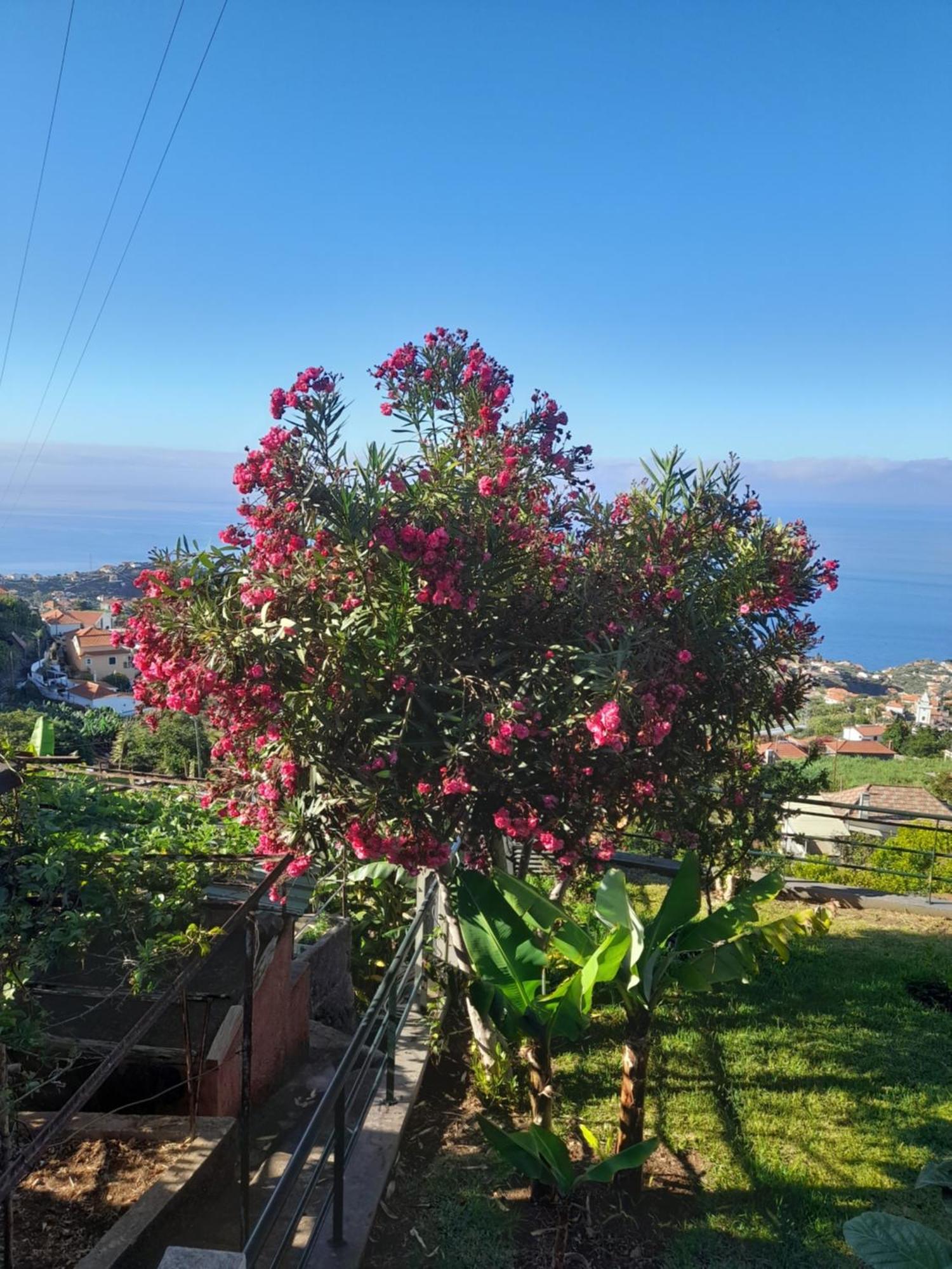 Casa-Albatros Villa Ponta do Sol  Eksteriør bilde